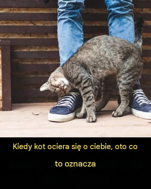 Dlaczego Twój kot się o Ciebie ociera: ukryte przesłanie stojące za tym uroczym gestem