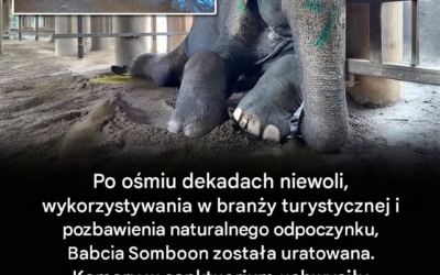 Po 80 latach niewoli babcia SomBoon w końcu znalazła miejsce do odpoczynku