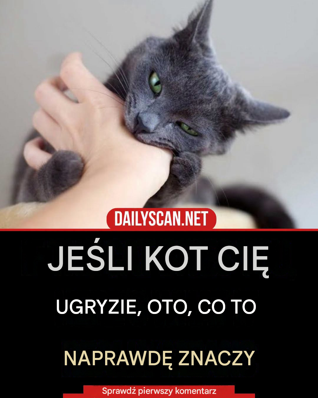 Jeśli kot cię ugryzie, oto co to naprawdę oznacza