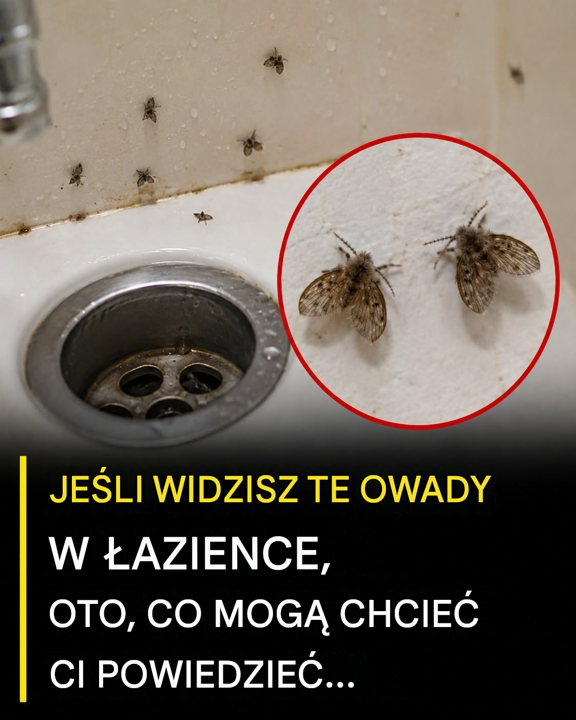 Jeśli zauważysz te małe robaczki w swojej łazience, nie ignoruj ich