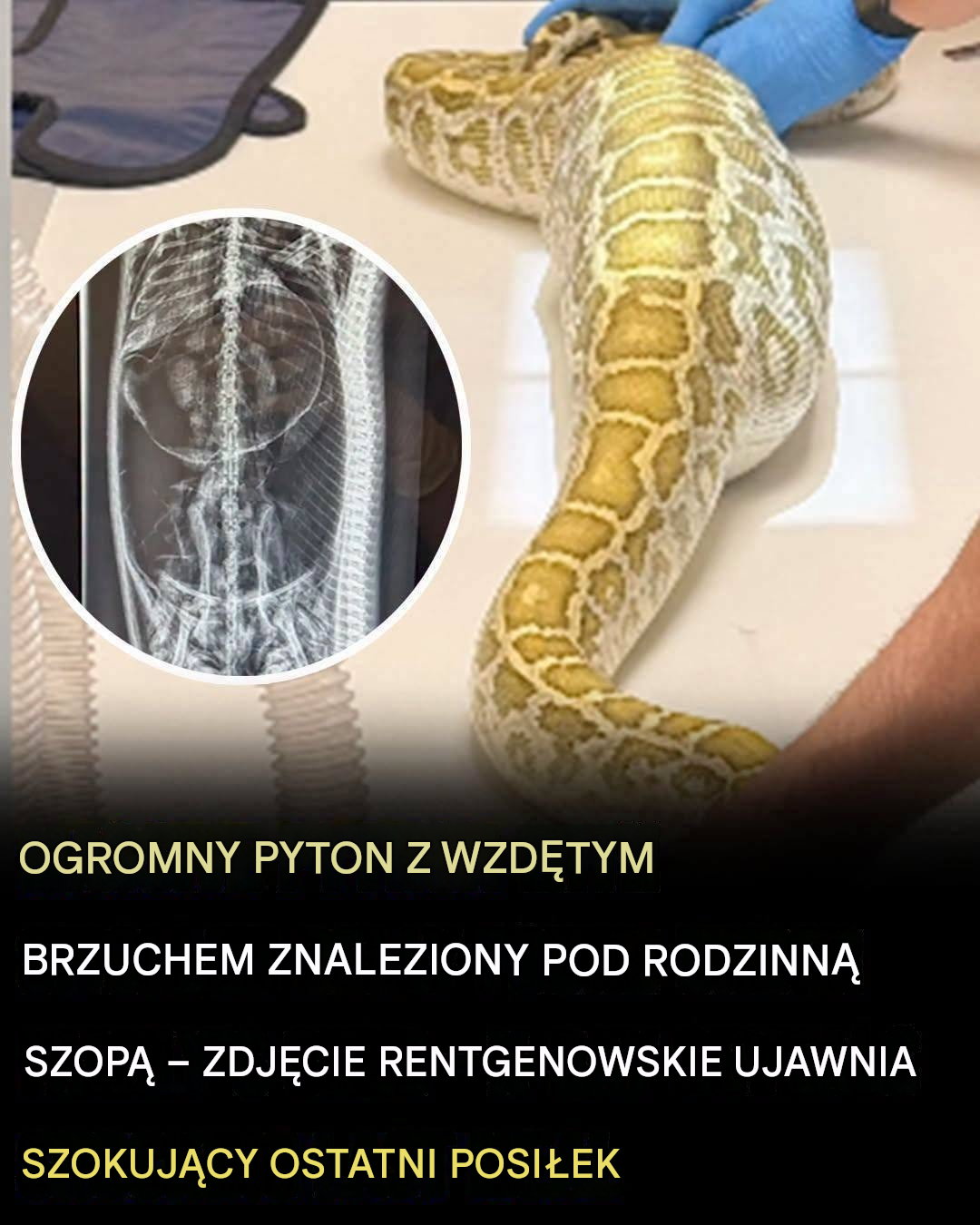 Ogromny pyton z opuchniętym brzuchem znaleziony pod szopą rodziny — zdjęcie rentgenowskie ujawnia jego ostatni posiłek