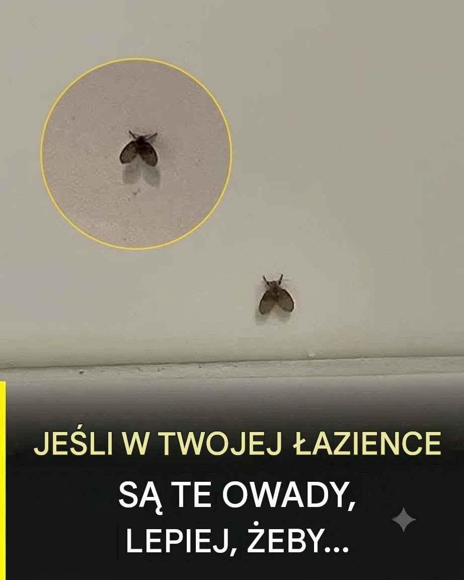 Malutkie muchy w łazience? Oto, co naprawdę oznaczają i jak się ich pozbyć