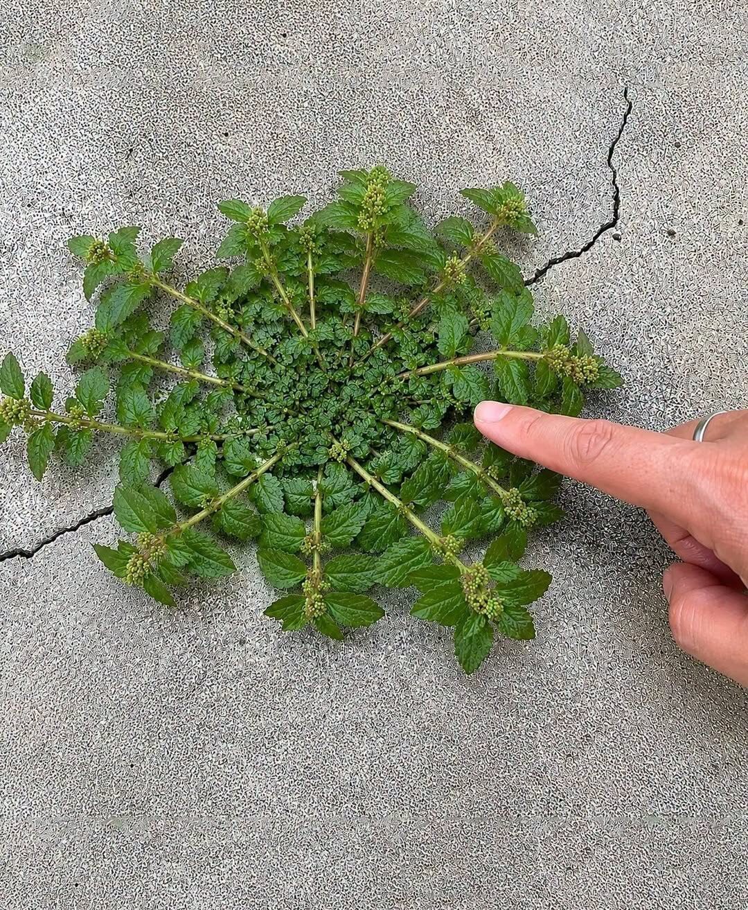 Euphorbia hirta: roślina o tysiącu zalet, o którą od wieków zabiegają tradycyjne medycyny