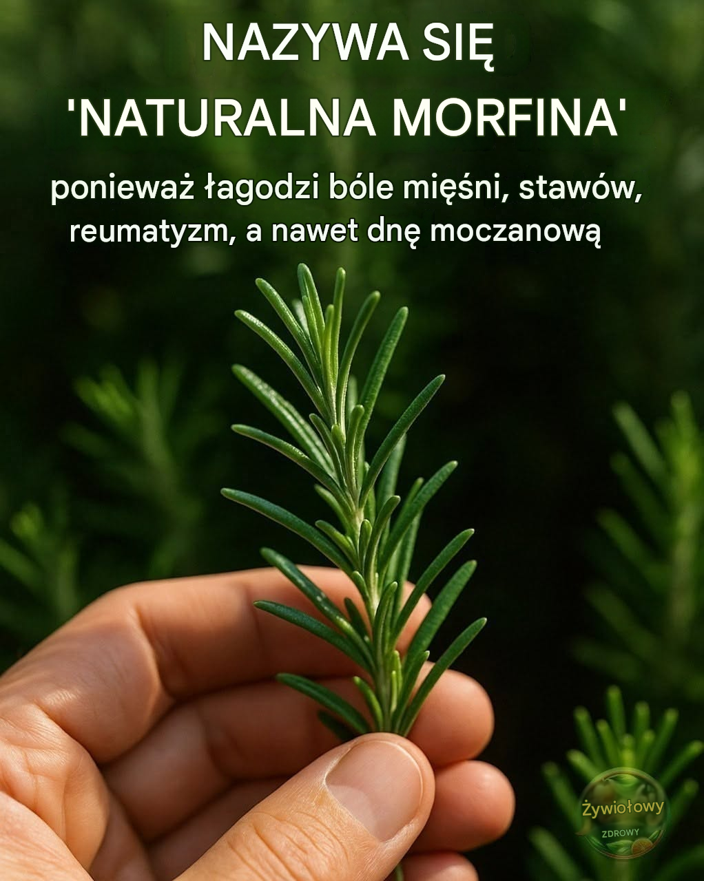 Chcesz mniej much i komarów? Te liście pomogą Ci naturalnie je odstraszyć