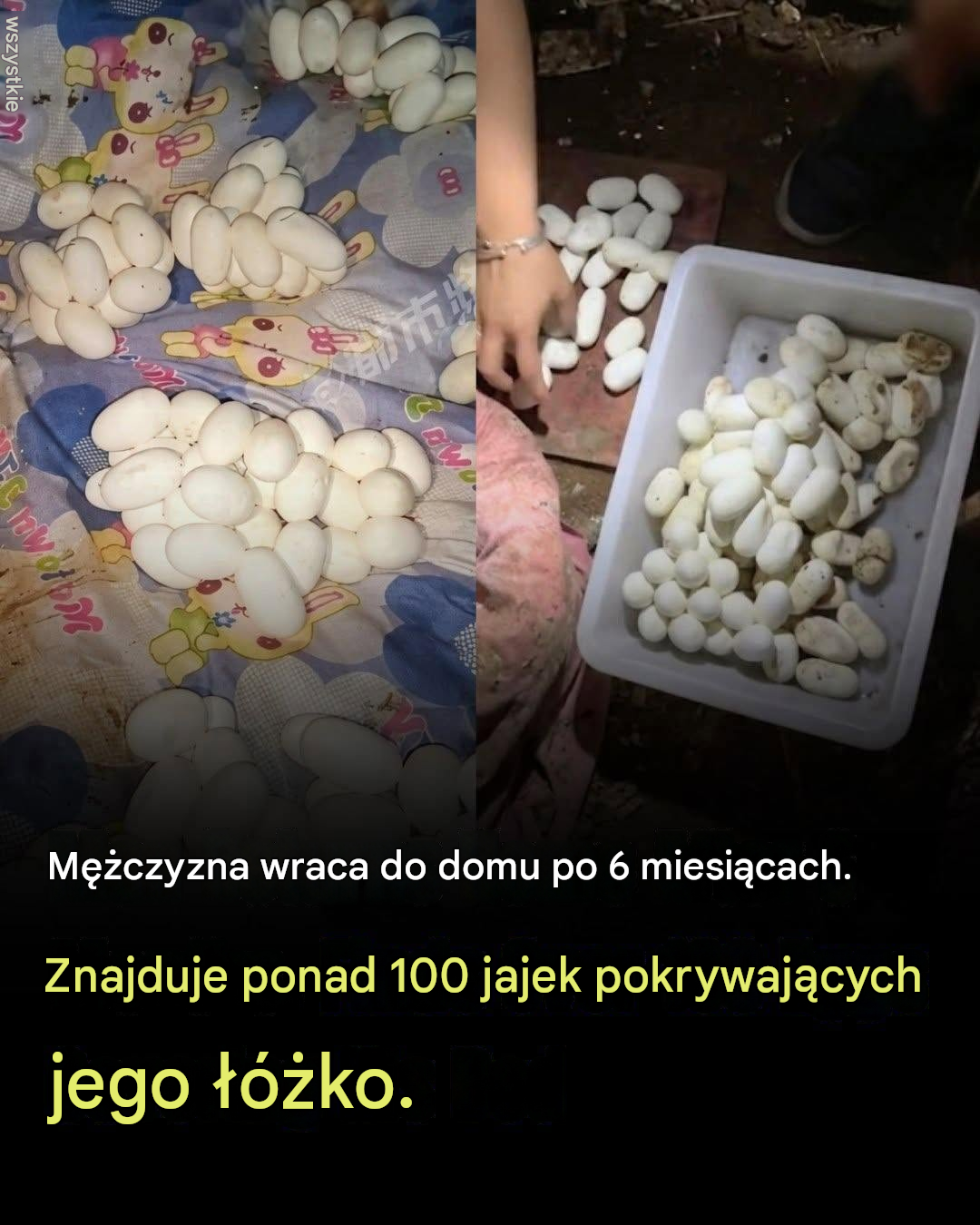 Mężczyzna wraca do domu po sześciu miesiącach i jest zszokowany, gdy odkrywa, że jego łóżko jest pokryte ponad 100 tajemniczymi jajami
