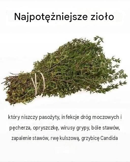 NAJSILNIEJSZE ZIOŁO, KTÓRE NISZCZY PASOŻYTY, UKŁAD MOCZOWY…