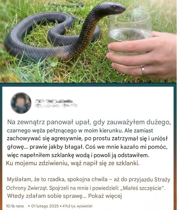 Dziki wąż „błagał” mnie o wodę — ale kiedy kontrola zwierząt zdała sobie z tego sprawę…