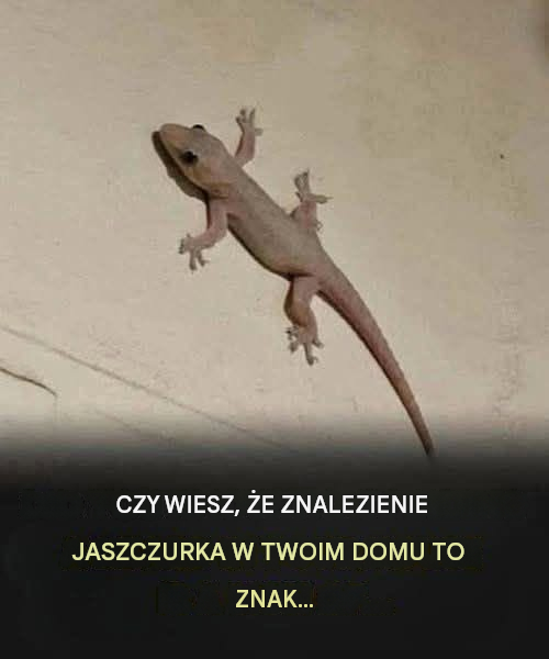 Czy wiesz, że gdy jaszczurka odwiedza Twój dom, to znak…
