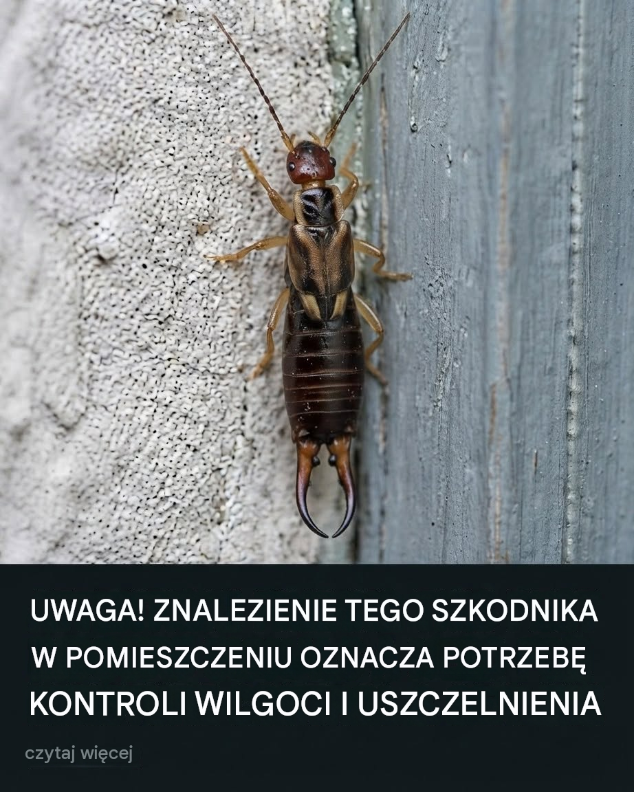 Uwaga! Jeśli znajdziesz tego małego owada w swojej kuchni, może być konieczne natychmiastowe sprawdzenie spiżarni (i jak sobie z nim poradzić, zachowując spokój i praktyczną ostrożność)