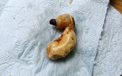 „Potwór” pod łóżkiem: Jak zakurzona skorupka pistacji nauczyła mnie o strachu, śmiechu i ludzkim mózgu